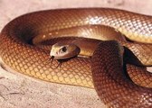 COBRA MARROM AUSTRALIANA, SERPENTE QUE ATACA SEM AVISO