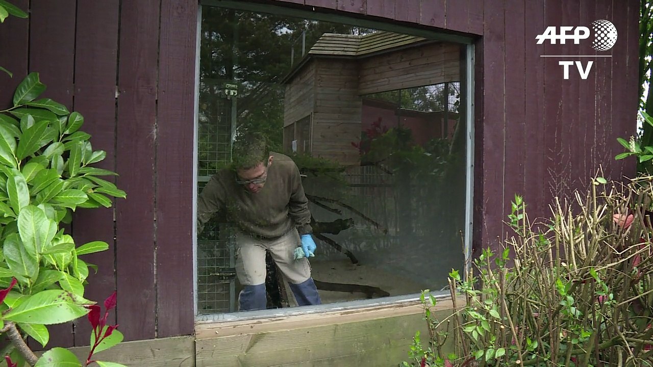 Au zoo, des autistes travaillent auprès des animaux en Bretagne