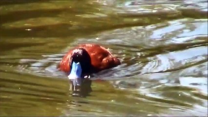 下载视频: Argentine blue-bill, Argentine lake duck, or Argentine ruddy duck