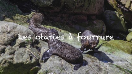 Otaries de Ohau Point et Kaikoura Peninsula