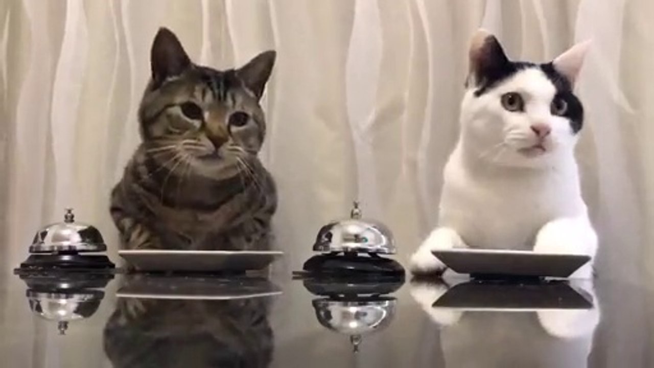 Dos gatitos se vuelven virales al pedir comida con una campanilla