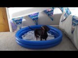 Delightful Dog Reacts With Sheer Euphoria to Birthday Surprise