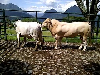 toro fang  monta natural 2017