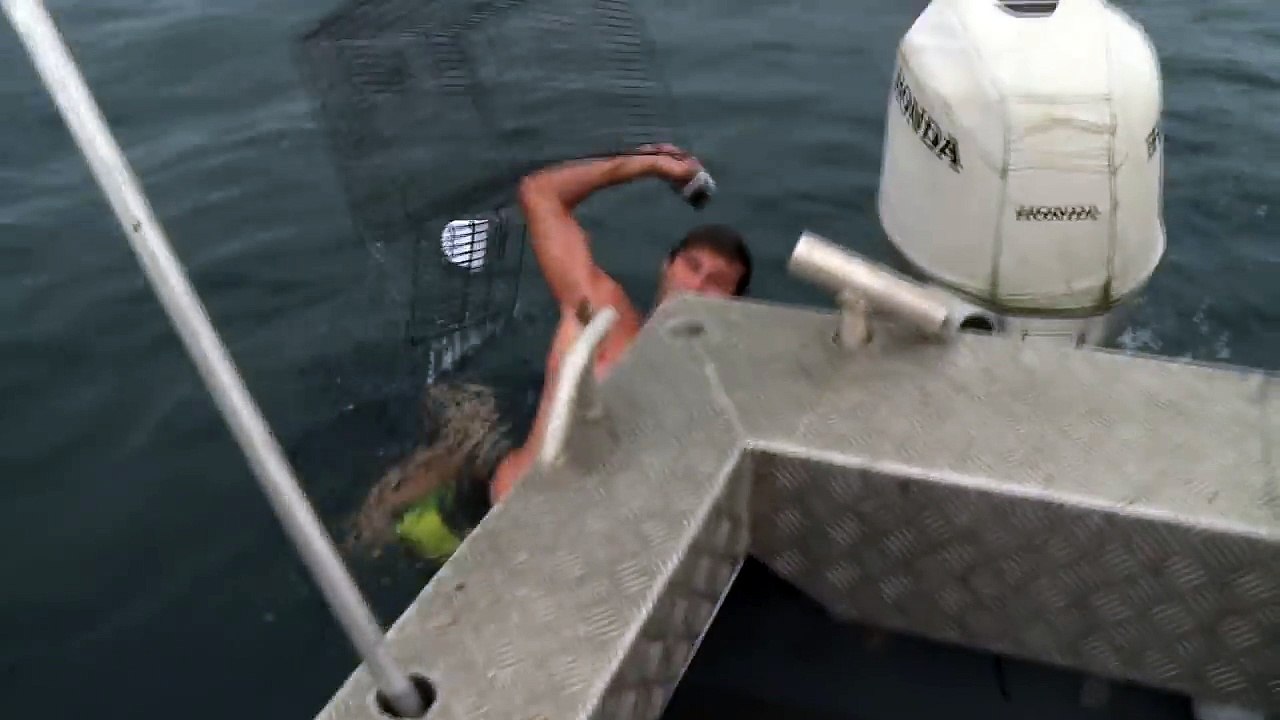 SHARK ATTACK NEAR MISS GOLD COAST