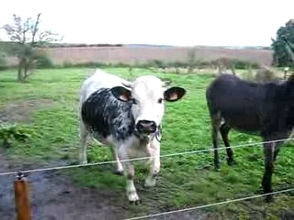 mes anes ma vache