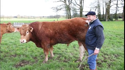 François Dumaine, éleveur bovin à Ansac-sur-Vienne (images Renaud Joubert)