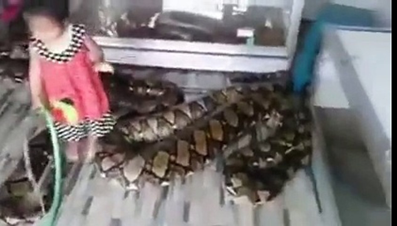 Hortumla Boğa Yılanı Yıkayan Minik Kız