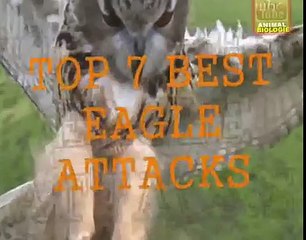 Top 7 Best Eagle Attacks (GRIZZLY,KANGAROO...& MAN) HD