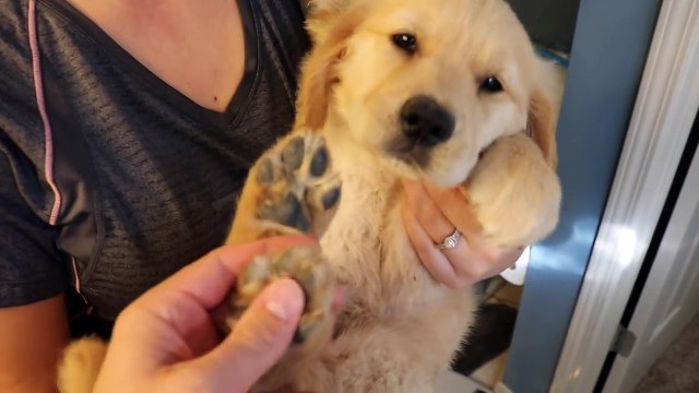 Sammies First Bath! 8 Week Old Golden Retriever Puppy Trampoline Ball Pit