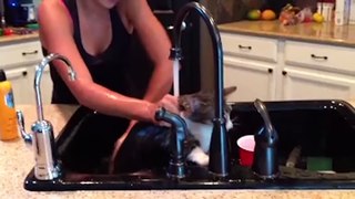 Cats Don't Care Funny Pets Videos of 2016 Compilation