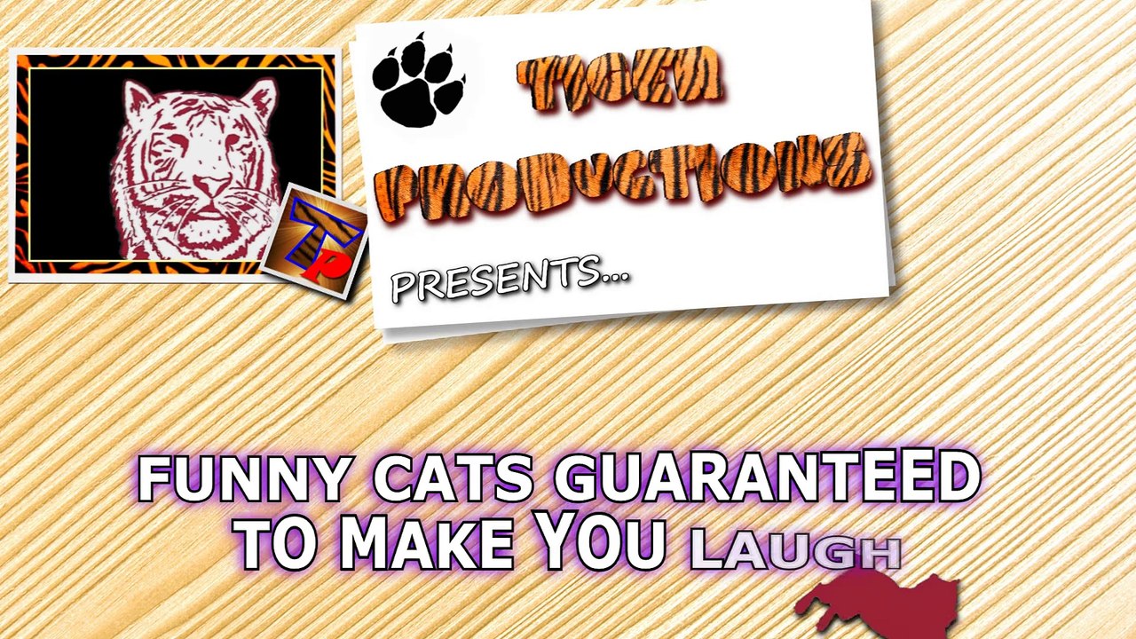 Funny CATS guaranteed to make you laugh - Funny cat compilation