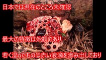 【閲覧注意】恐怖！世界で最も危険な恐ろしい植物・キノコをご紹介 地球上に存在するマジでヤバすぎる危険生物【衝撃】