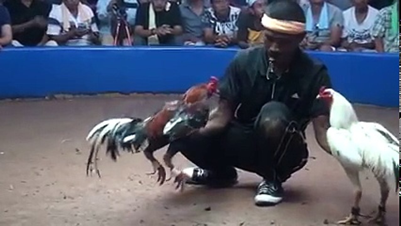 CockFighting in Thailand!