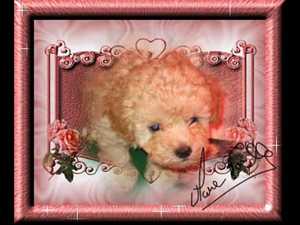 BB chiots en maternité pour votre plaisir