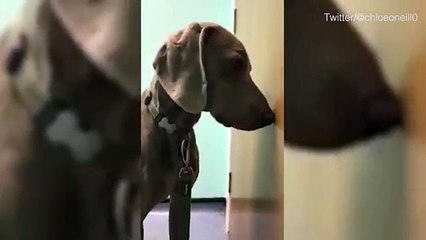 Disturbing footage shows stoned dog after it ate a joint