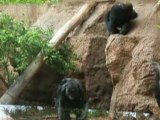 Iles Canaries (12/16) loro parque