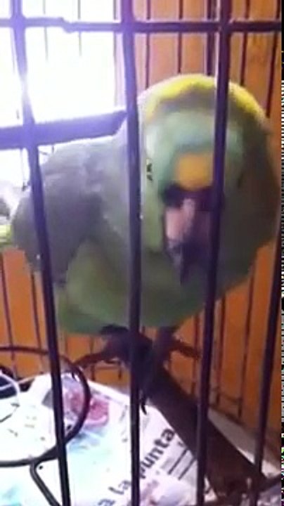 Funny video