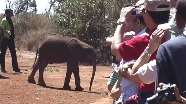 Sheldrick Elephant Orphanage, Nairobi Kenya