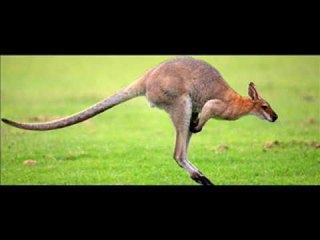 Misteri di Focus: dalla sindrome del procospino alla misofonia, fino al segreto Stradivari