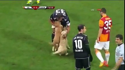 Puppies Interrupt Turkish Soccer Match Between Galatasaray and Aalen