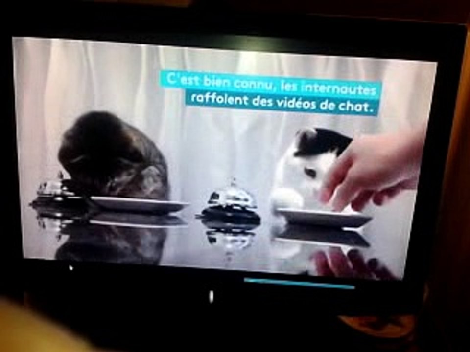 VIDEO. Comment deux chats, deux sonnettes et des croquettes ont cassé internet 02 04 2017