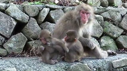 baby monkey new born -- cute animal