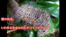 【閲覧注意】日本で身近にいる最も危険な恐ろしい生物10選。遭遇したらマジでヤバイことが･･･地球上に存在する遭遇したらマジでヤバすぎる虫たち！ガチで逃げ出したくなる【危険】