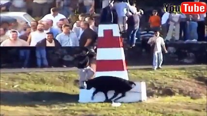 Video Lucu Banget Bikin Ketawa Abis #2 - Festival Banteng Ngamuk Kocak Sadis