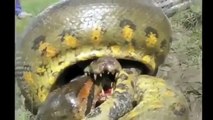Biggest Giant Anaconda Amazon Attack Crocodile Anaconda, Crocodile, Gecko, Snake Fight T