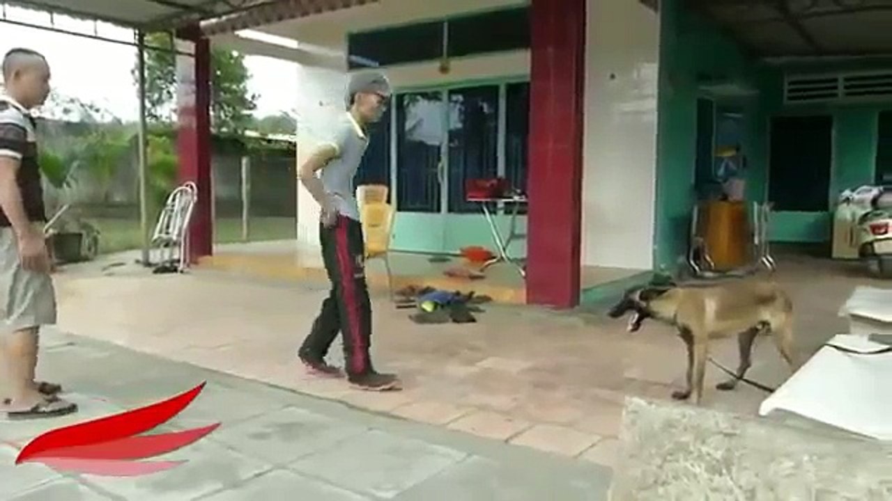 Hero Animals Saving Owners From Dangers Dogs Rescue Humans