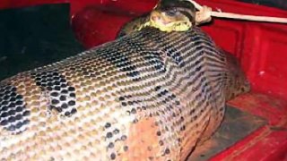 Giant Anaconda Captured After Eating Neighbour's Dog‏