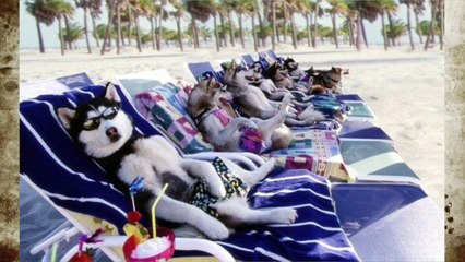おもしろ可愛い！動物達の癒されるハプニング動画 パート15