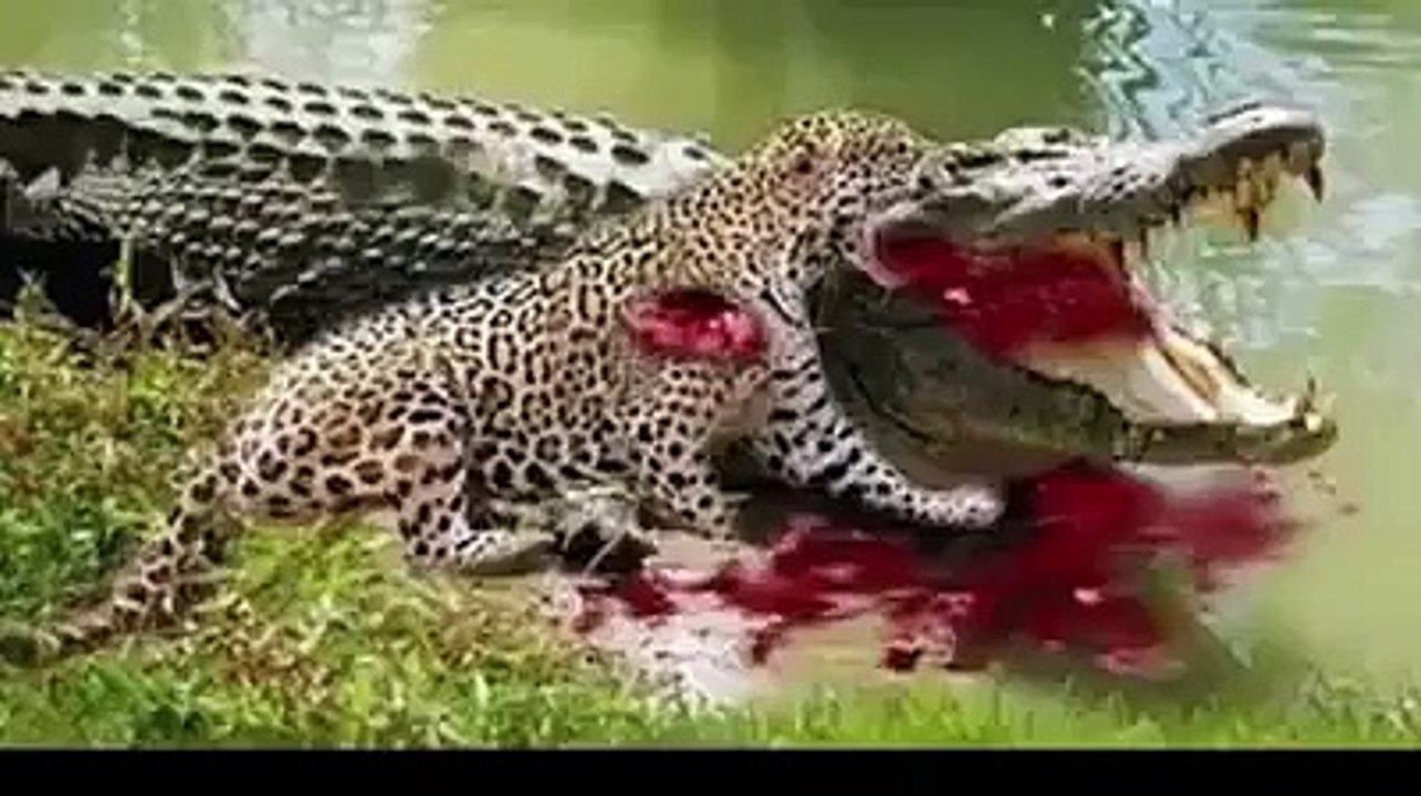 Jaguar attack on crocodile