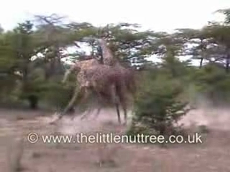 Combat De Girafes (Embrouille Dans La Savane)