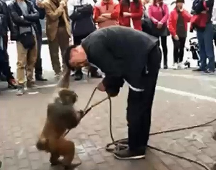 very funny video for monkey