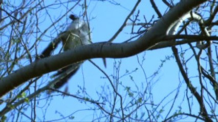 Bursa'da Ağaçta Asılı Kalan Leylek İçin Kurtarma Operasyonu