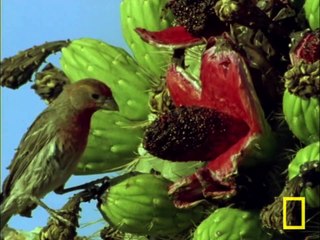 Un lézard qui projette du sang... par les yeux