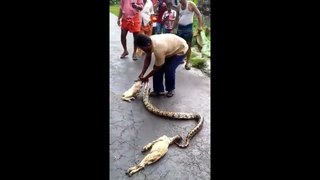 Most dangerous Big hungry Snake in public place HD