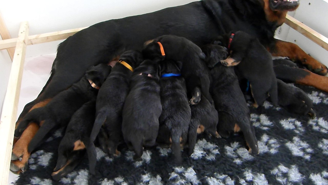 chiots rottweiler de la vallée croisillaise