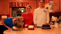 Funny cake in the face pranks - Prank compilation