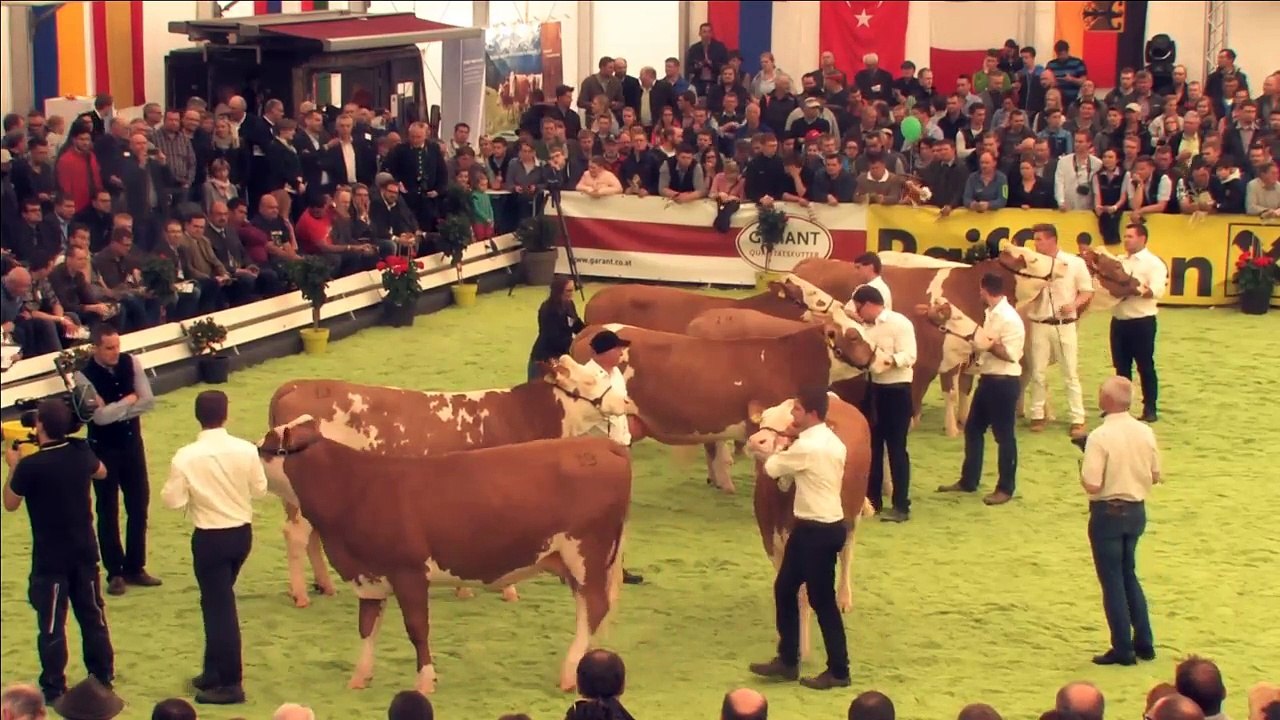 Fleckviehschau 2017 Relive Jungkühe 2