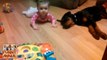 Puppy Rottweiler and Baby are the reason why you're happy. Cachorro Rottweiler y el bebé son la razón de por qué eres fe