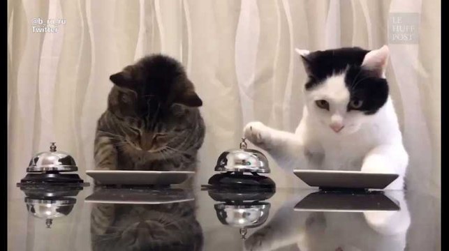 Ces deux chats sont devenus en moins de 24h la meilleure vidéo internet de tous les temps