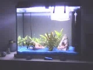 Poissons aout sept 07