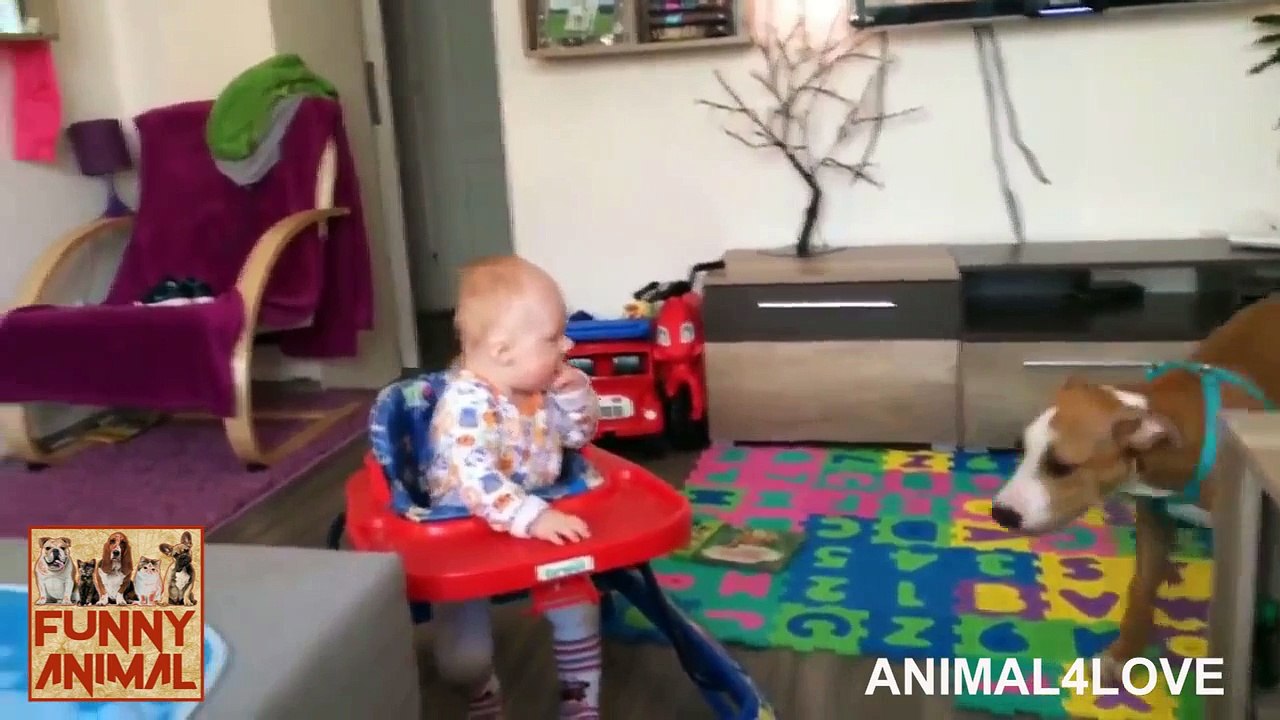 Dog meets baby - Perro cumple bebé