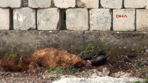 Antalya Apartman Bahçesinde 2 El Bombası Bulundu