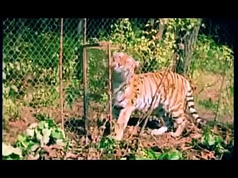 Tigres des neiges | documentaire 2016 nature