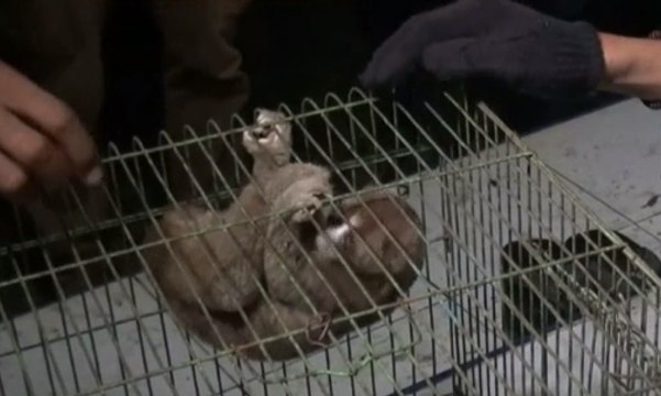 Perburuan Satwa Dilindungi di Sumatera Meningkat