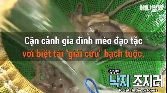 Cận cảnh gia đình mèo đạo tặc với biệt tài giải cứu bạch tuộc.