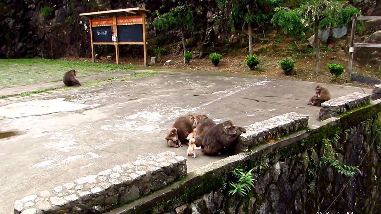Baby monkeys playing at Wuyishan (stump-tailed macaques)